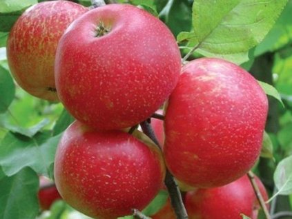 Jabloň 'Honeycrisp' (Balenie prostokorenný stromček, Podpník M26)