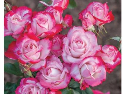 Ruža 'Candy Rose®'