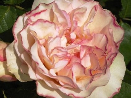 Ruža 'Perfume Kisses®'