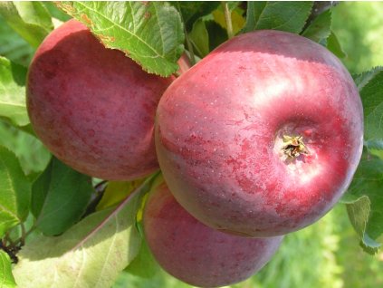 Jabloň stĺpovitá 'Anite'