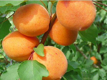 Marhuľa 'Moskovská veľká'