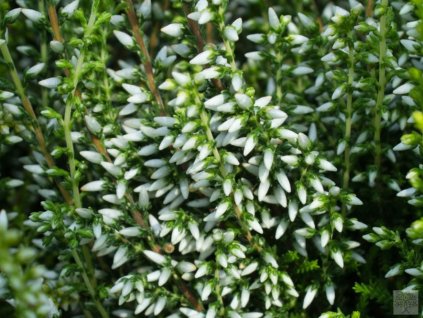 Vres obyčajný 'Vivika'