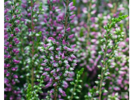 Vres obyčajný 'Laurentine'