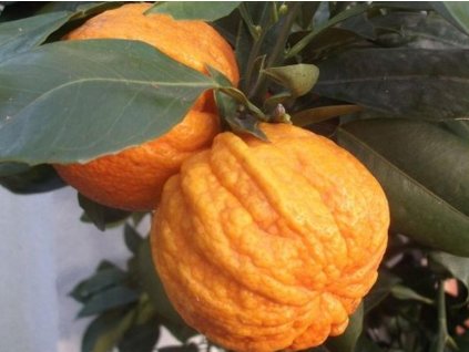 Pomarančovník horký 'Canaliculata'