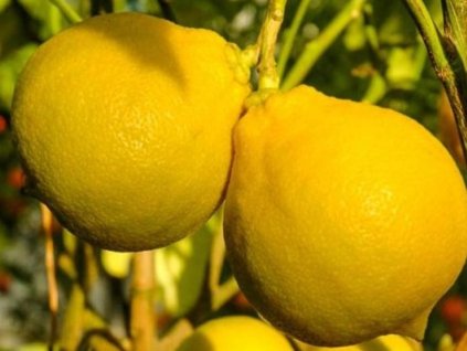Citrus 'Bergamotto'