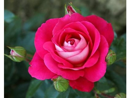 107802 stromcekkova ruza gavotte