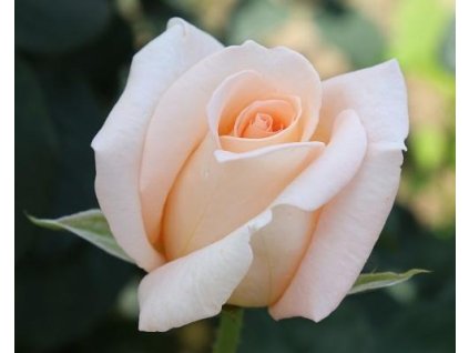 107805 stromcekkova ruza helenka