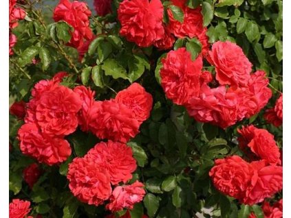 Stromčeková ruža 'Uetersens Rosenkönigin' (Balenie prostokorenný stromček)