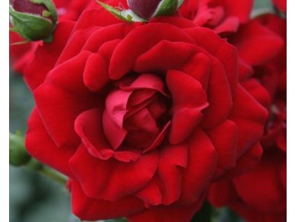 Stromčeková ruža 'Amadeus' (Balenie kontajner, kmienok 150cm)