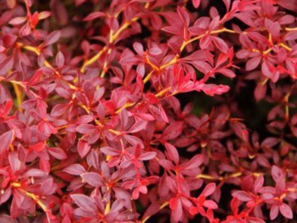 red dream