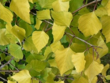 Breza previsnutá 'Golden Beauty'