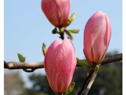 Magnólia 'Columnar Pink'