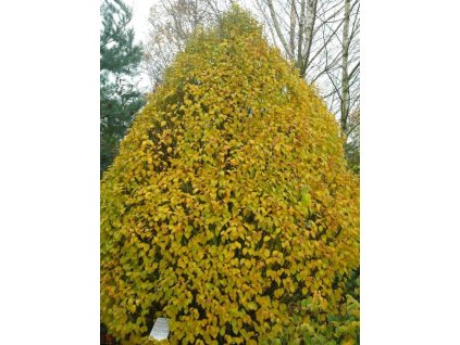 Hrab obyčajný 'Globus'