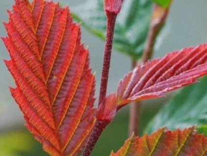 Hrab obyčajný 'Purpurea'