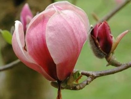 Magnólia 'Joe McDaniel'