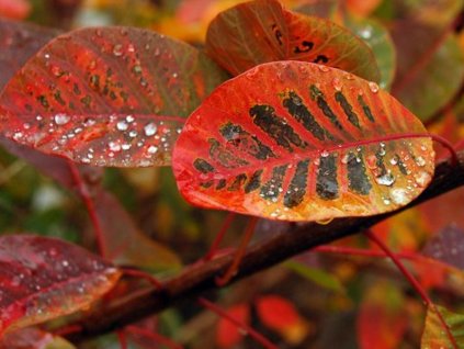 Škumpa vlasatá 'Flame'