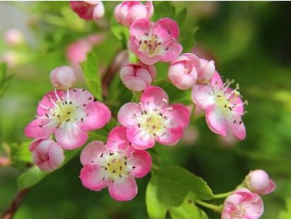 Hloh jednosemenný  'Bicolor'