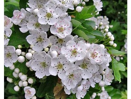 Hloh jednosemenný 'Versicolor'