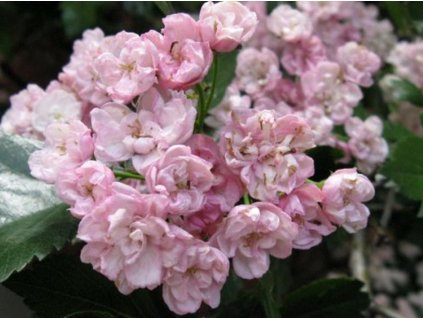 Hloh mordenský 'Toba'