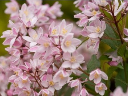 Trojpuk  Yuki Cherry Blossom 'NCDX2' PBR