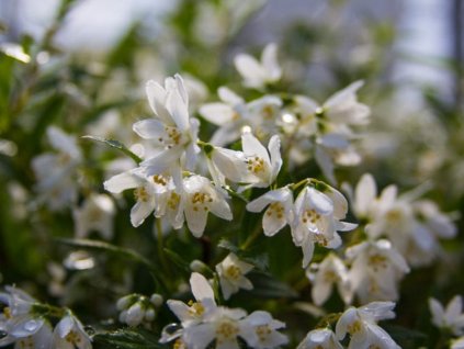 Trojpuk  Yuki Snowflake  'NCDX1' PBR