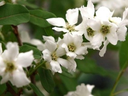 Exochorda hroznovitá Magical Springtime 'Kolmaspirit' PBR