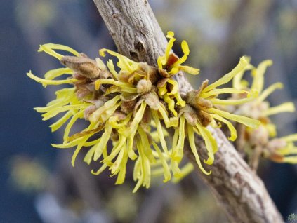 Hamamelis Yamina