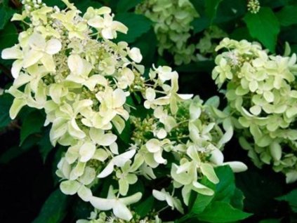 Hortenzia metlinatá 'Dentelle de Gorron'