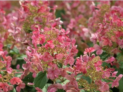 Hortenzia metlinatá  Little Quick Fire 'SMHPLQF' PBR