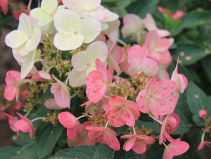 Hortenzia metlinatá  Magical Fire 'Bokraplume' PBR