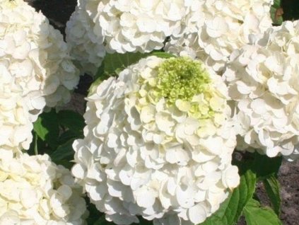 Hortenzia metlinatá  Magical Mont Blanc 'Kolmamon'