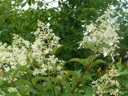 form