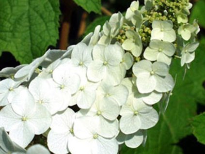 Hortenzia metlinatá Snow Queen 'Flemygea'