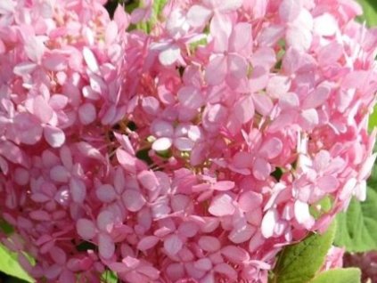 Hortenzia stromčekovitá Pink Annabelle 'Spirit' PBR