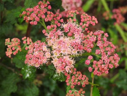 Tavoľník japonský 'Bullata'
