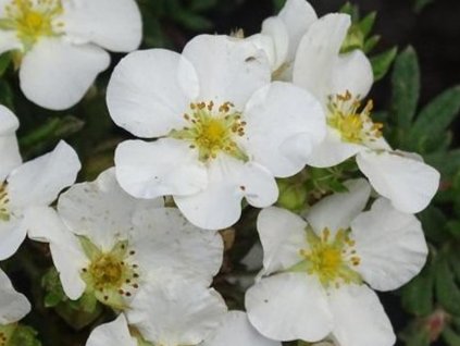 Nátržník krovitý Bella Bianca 'Hachbianca'