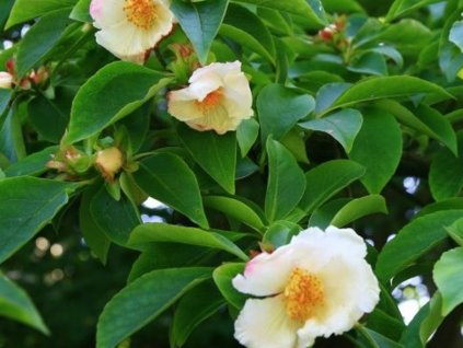 Stewartia voňavá