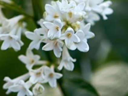 Orgován Prestonov 'Miss USA'