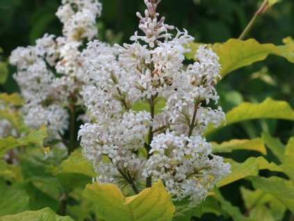 Orgován chlpatý 'Aurea'