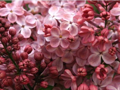 Orgován obyčajný 'Mulatka'