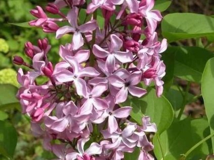 Orgován obyčajný 'Princess Sturdza'