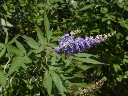 Vitex jahňací