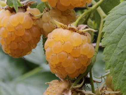 Malina 'Golden Bliss'