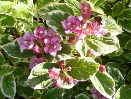 Vajgélia 'Kosteriana Variegata'