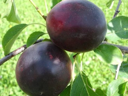 Slivkomarhuľa 'Aprisali'