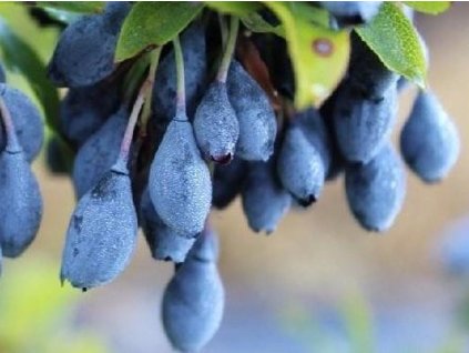 Čučoriedka azorská/izbová 'Blau Perle'