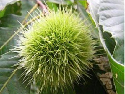 robusta