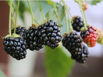 Černica 'Little Black Prince'