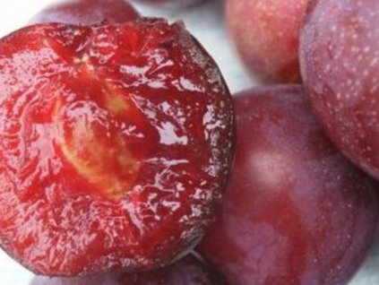 Slivkomarhuľa 'Unika'