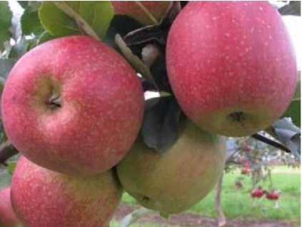 Jabloň 'Lady Silvia'